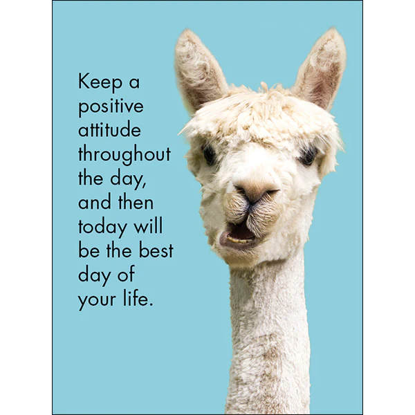 Affirmation 24 Cards - Llama Nirvana - DLN - Image 2