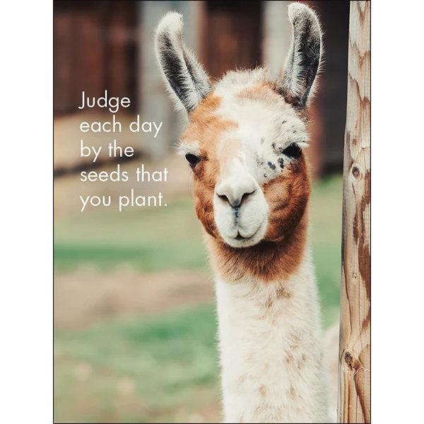 Affirmation 24 Cards - Llama Nirvana - DLN - Image 3