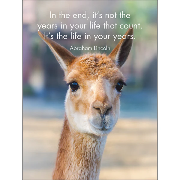 Affirmation 24 Cards - Llama Nirvana - DLN - Image 4