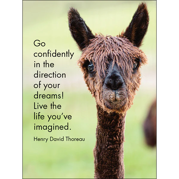 Affirmation 24 Cards - Llama Nirvana - DLN - Image 6