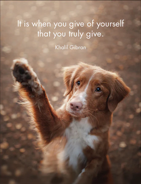 Affirmations 24 Cards - Every Dog Has It's Day - DOG - Image 2
