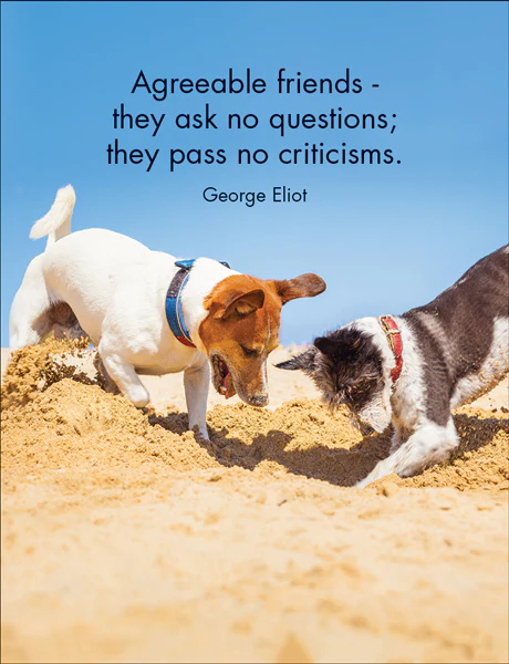 Affirmations 24 Cards - Every Dog Has It's Day - DOG - Image 5