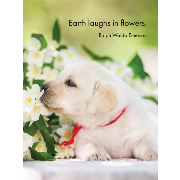 Affirmations - 24 Affirmations Cards - Live Love Bark - DBA - Image 5