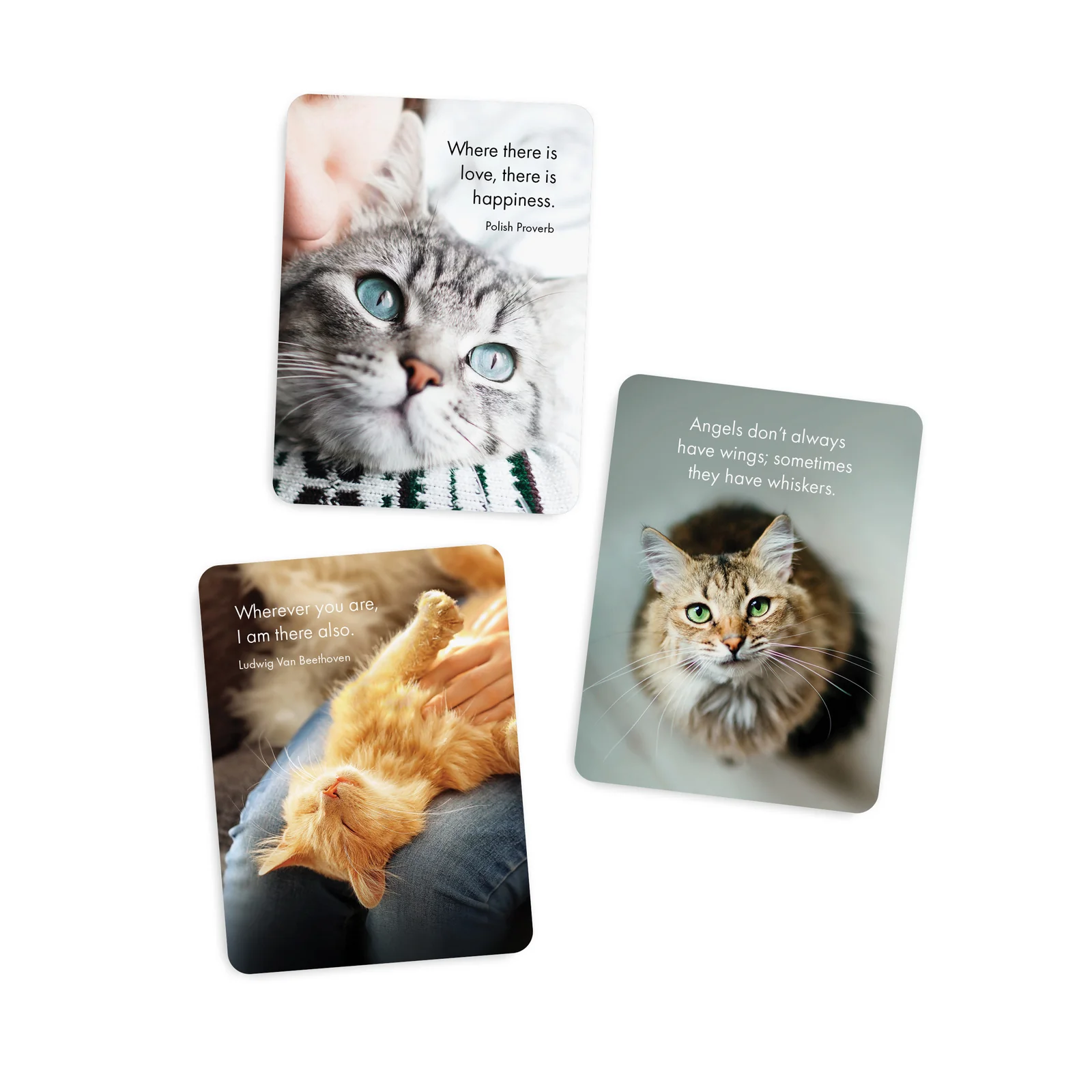 Affirmations - DGC - The Great Catsby - 24 Animal affirmation cards + stand - Image 2