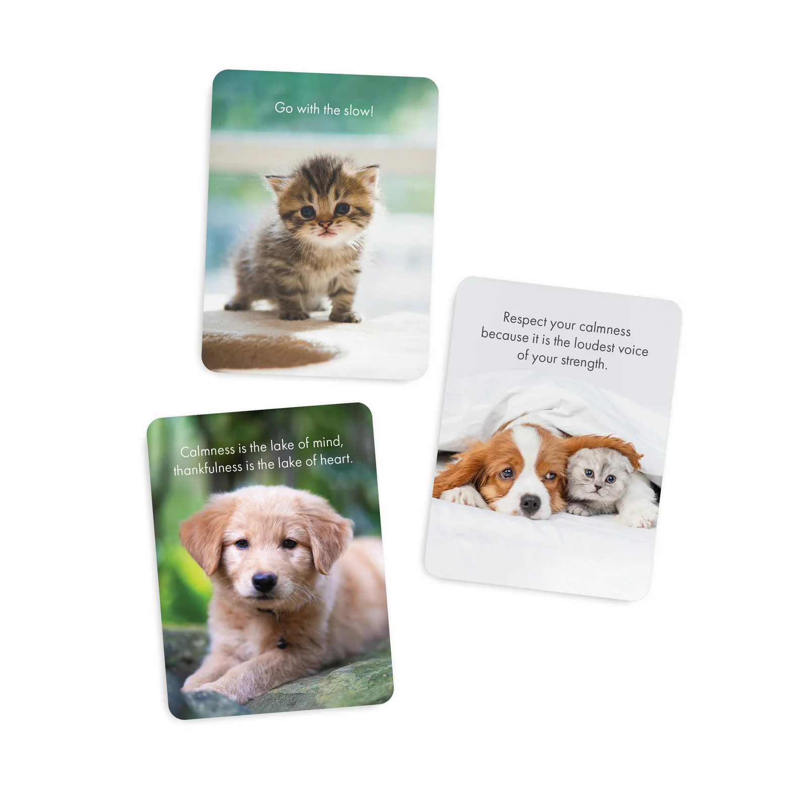 Affirmations - Little Paws - 24 Animal affirmation cards + stand - Image 3