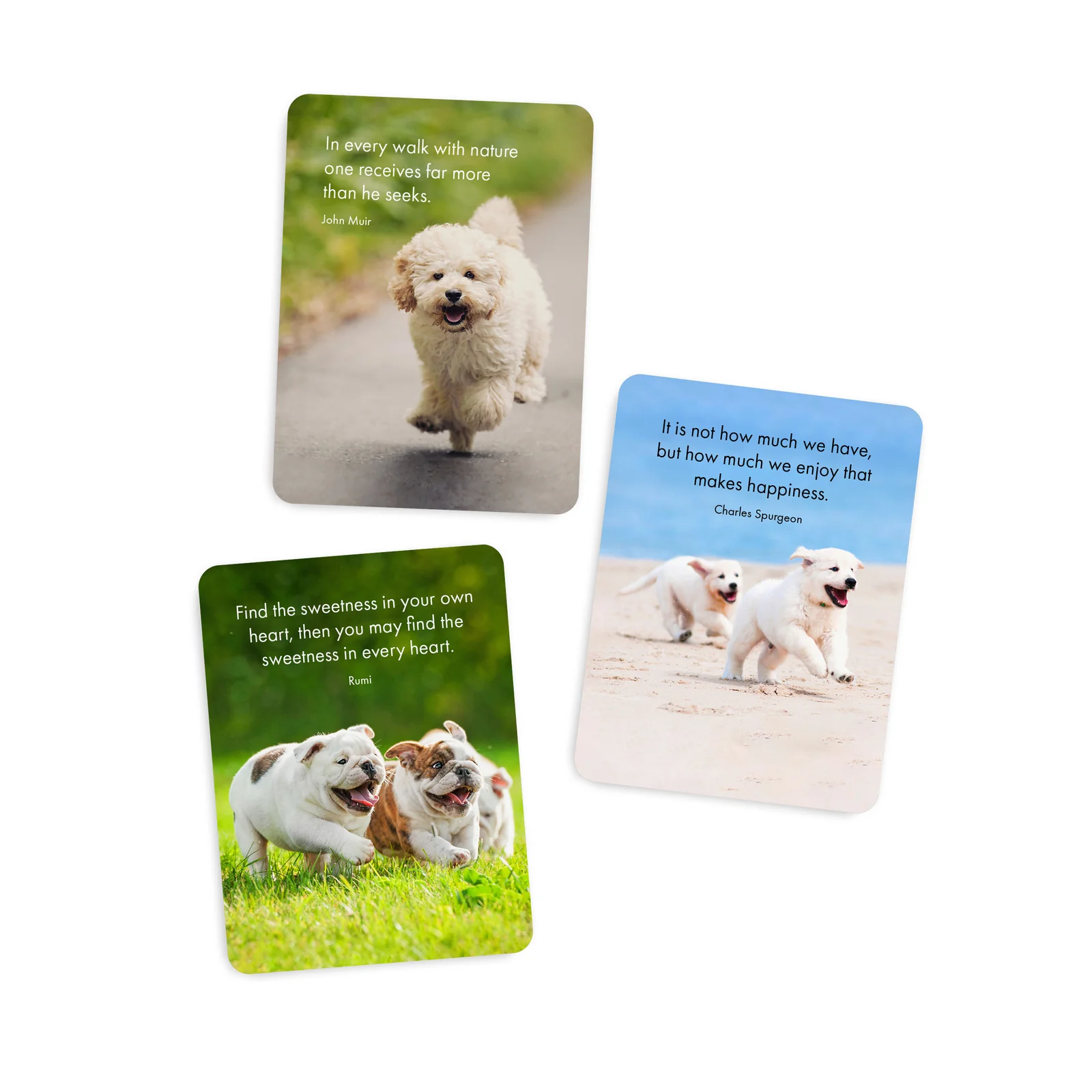 Affirmations - Pupparazzi - 24 Animal affirmation cards + stand - Image 3
