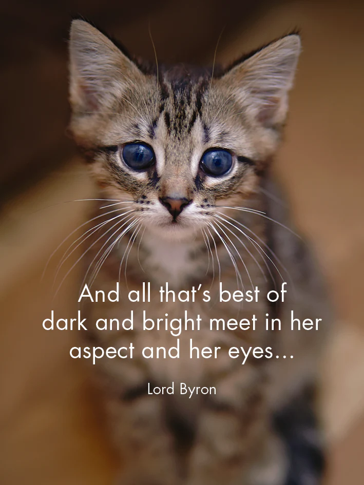 Affirmations 24 Cards - Kitten Tales - DKT - Image 2