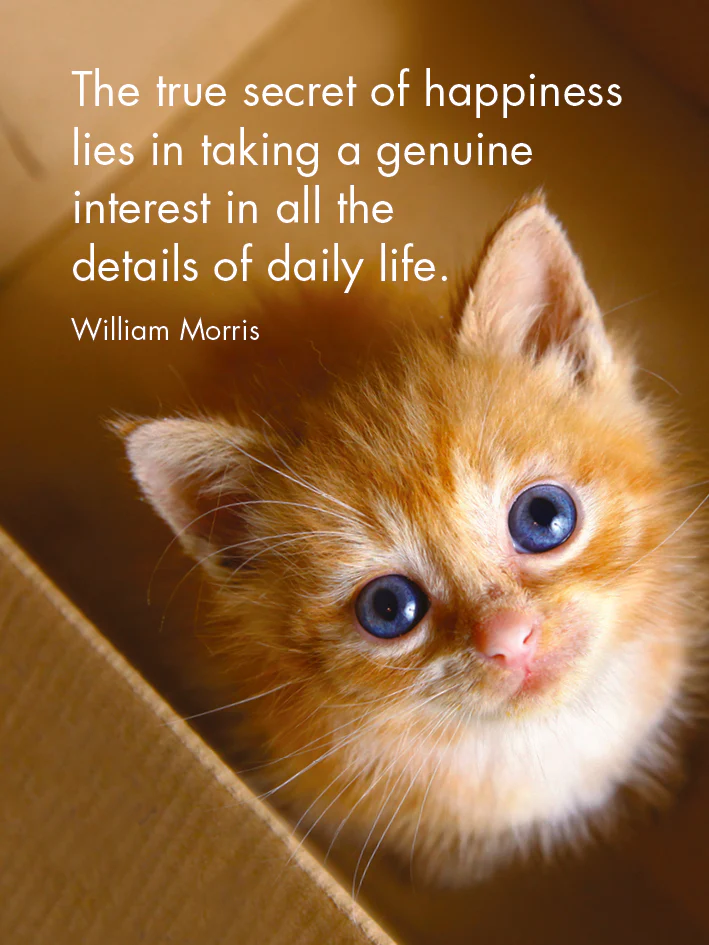 Affirmations 24 Cards - Kitten Tales - DKT - Image 4
