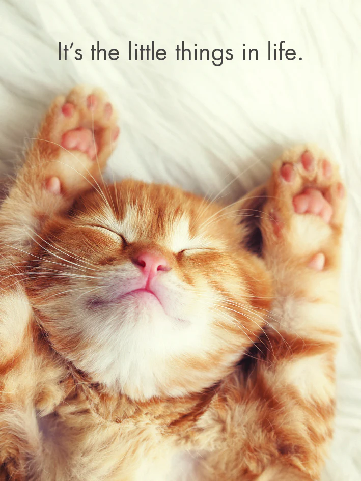 Affirmations 24 Cards - Kitten Tales - DKT - Image 5
