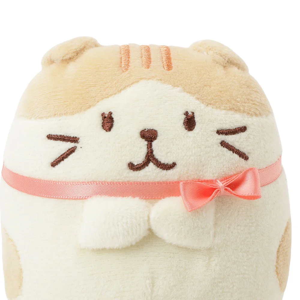 Hapins Kitten Medium Scottish Fold - Image 4